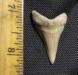Fossil Great White Shark Tooth - Lower Jaw